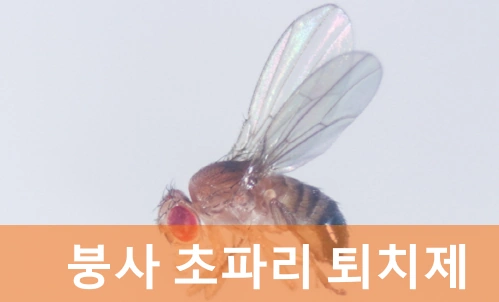 붕사 초파리 없애는법