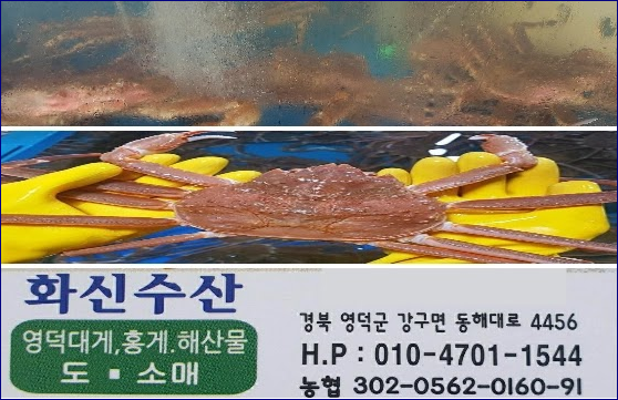 영덕 대게 싸게 파는곳 도매상