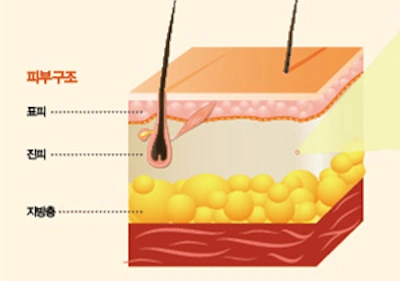 사람의 피부 구조